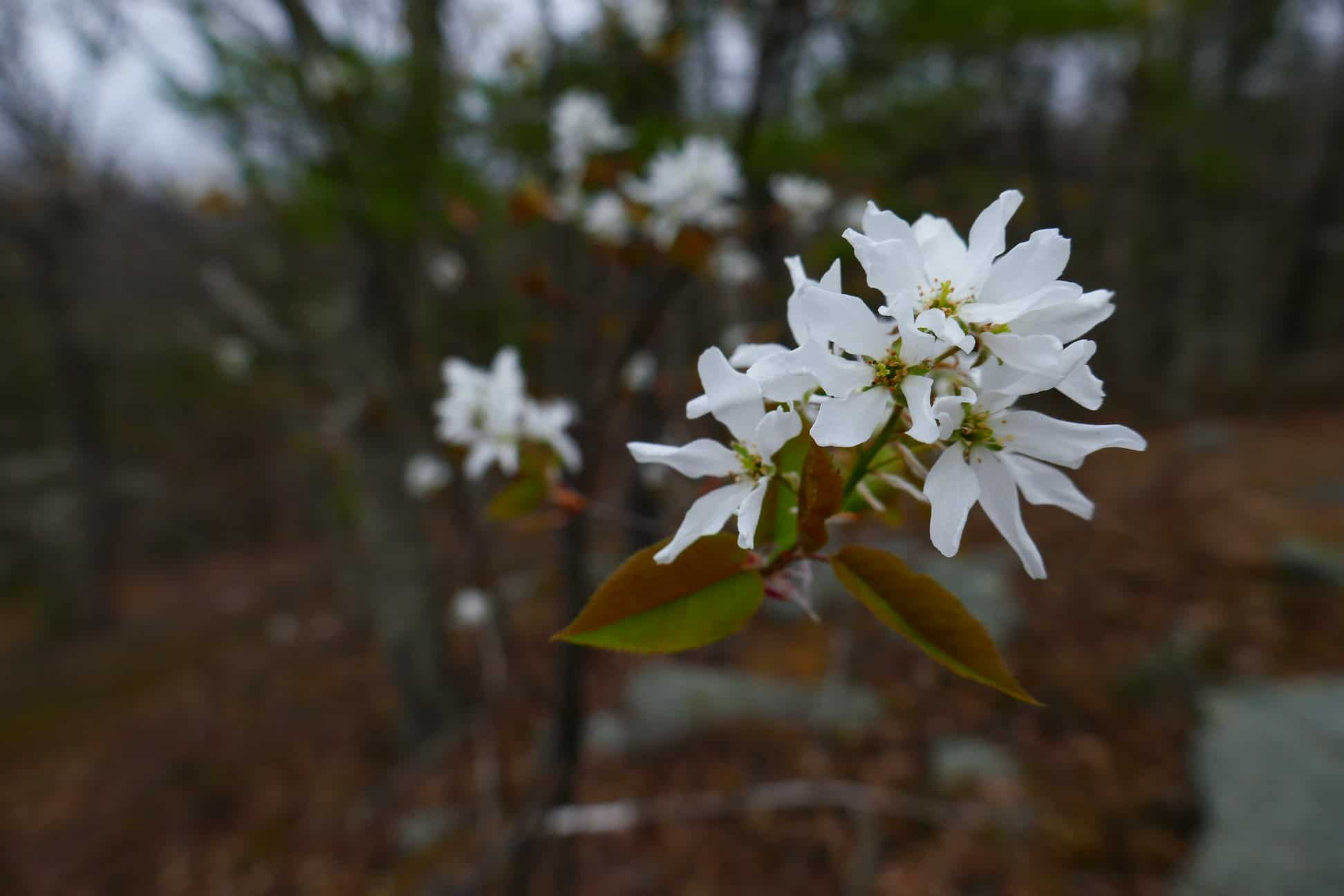 Smooth serviceberry, Amelanchier laevis. Note that the leaves are reddish & emerging, while the leaves in the preceding species were still folded and, as the name suggest, covered with hairs.