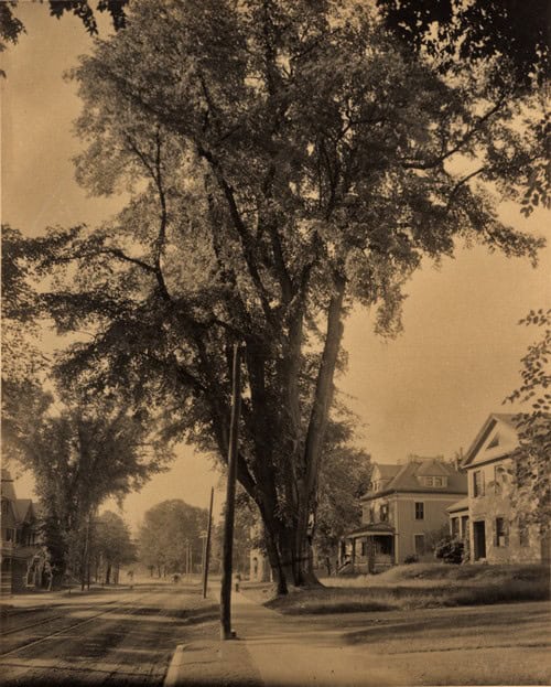 The photograph depicts a very large elm tree in foreground, and a number of houses and more trees lining a dirt road. Pedestrians are on the sidewalk, and carriages in the road in the distance. The view is looking north on King Street.