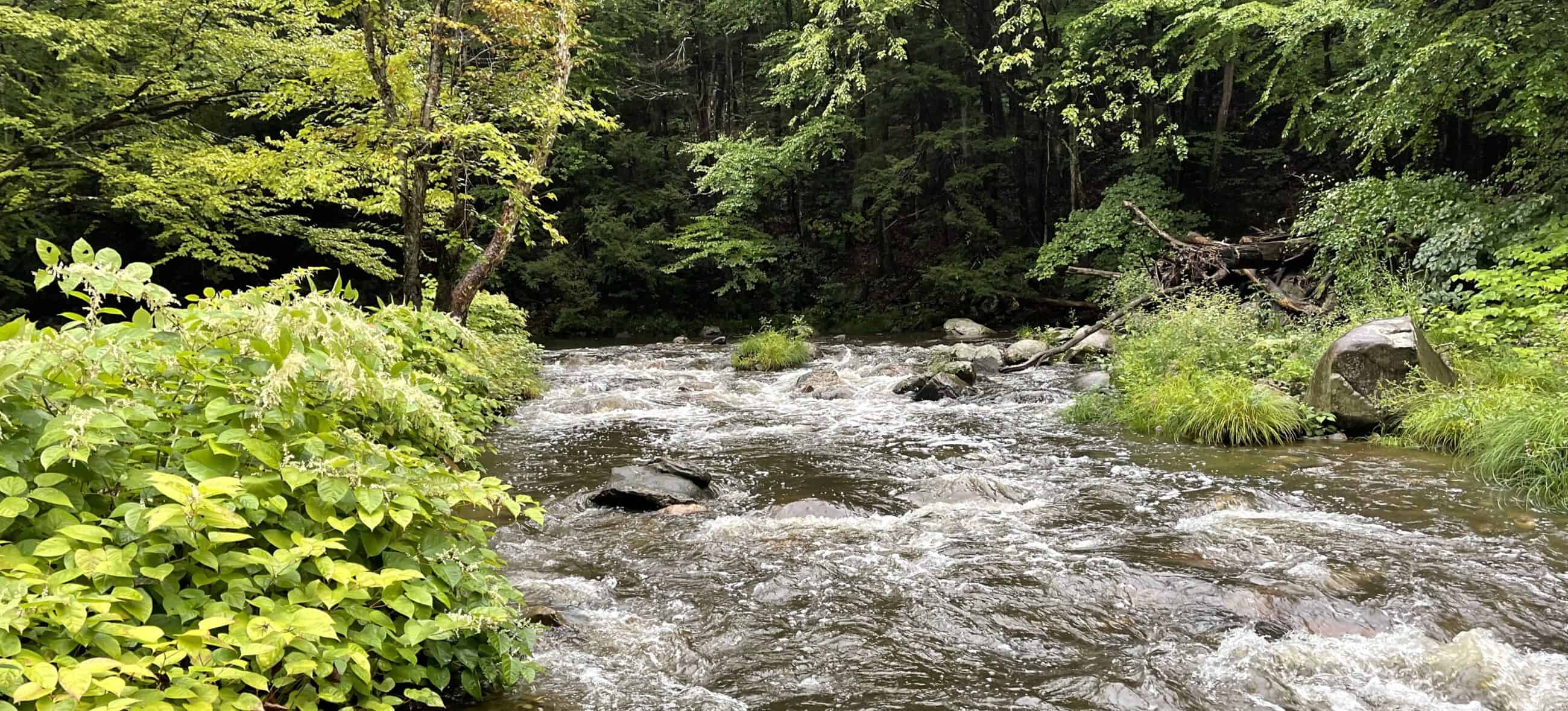 Photograph shows a fast-flowing, rocky river rushing through a dense, lush green forest. The dark, churning water flows directly toward the viewer, breaking into white foam and ripples as it cascades over numerous smooth, dark gray boulders scattered across the riverbed. The left foreground is dominated by a large, thick cluster of vibrant green bushes with broad leaves and small white flower clusters hanging over the water's edge. Rising just behind these bushes, a slender, mossy tree leans over the river, its branches covered in bright green summer foliage. The right riverbank features patches of tall green grass, a large rounded gray boulder, and a tangled pile of fallen, weathered logs and driftwood tucked under the tree line. In the background, a thick wall of deep green forest trees and dense undercanopy completely encloses the river.