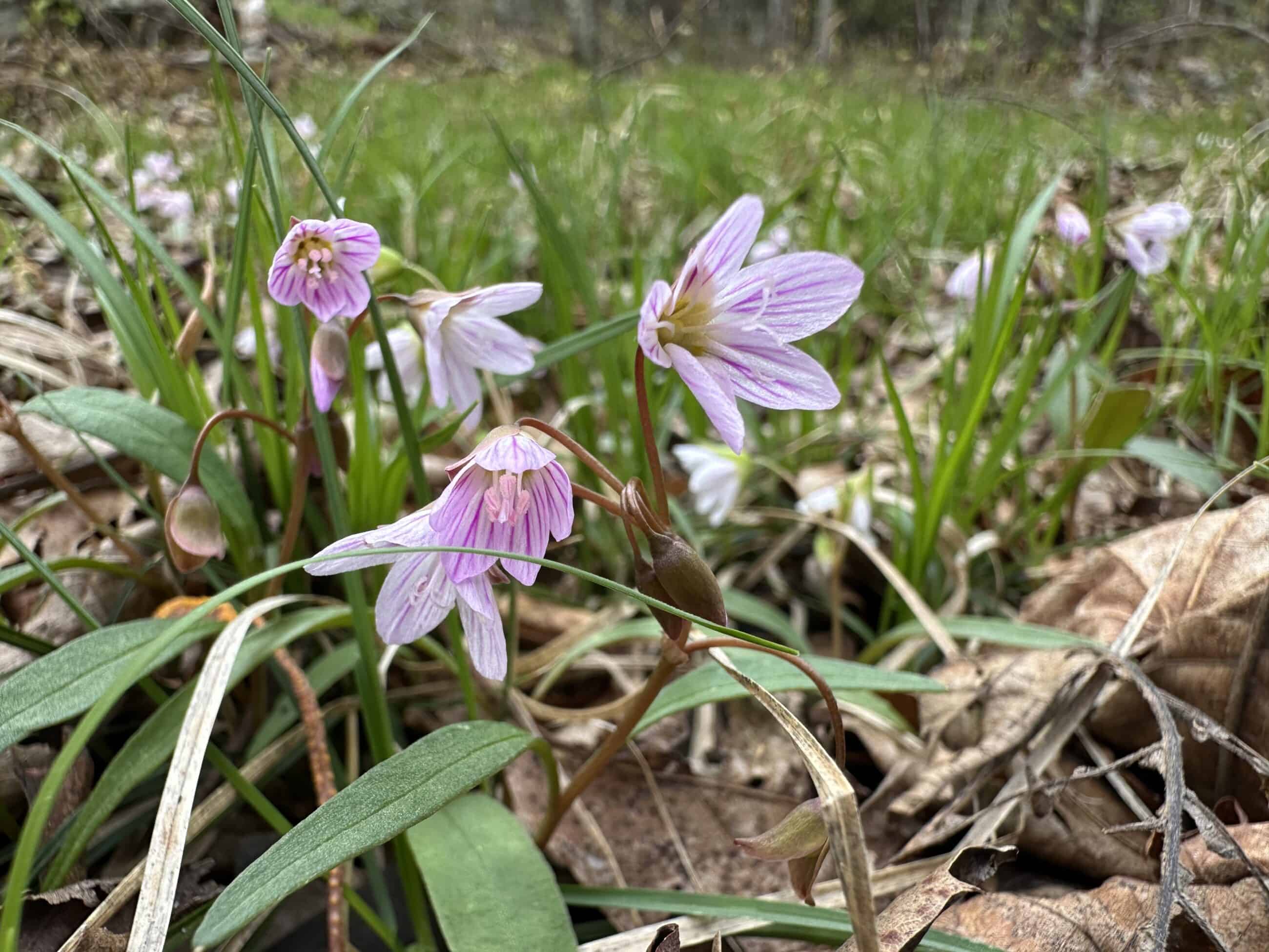 Photograph of Spring Beauty flowers in the grass. They are purple.