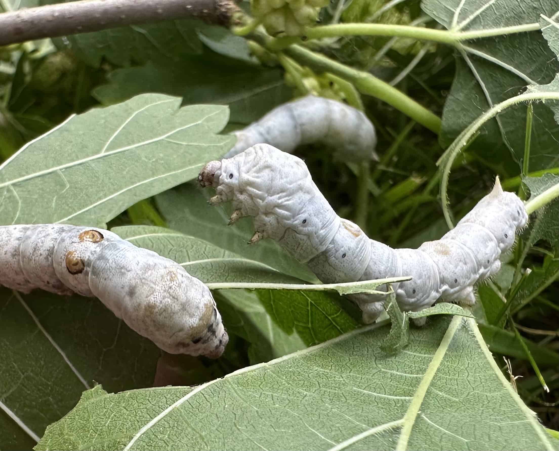 The image features a close-up, high-angle view of multiple pale, whitish-grey silkworms crawling across bright green leaves. In the center, a large silkworm is captured mid-movement, arching its segmented body as it navigates from one leaf toward another on the right. Its skin appears wrinkled and matte, marked with faint, dark spots along its sides and a small, pointed horn-like structure near its rear tail. To its left, the front half of another thick silkworm is visible, resting heavily on a leaf with distinct brownish, crescent-shaped markings on its upper segments. A third, slightly blurred silkworm is visible in the background, curving along a stem. The background is filled with a dense, overlapping network of textured green leaves and thin stems.