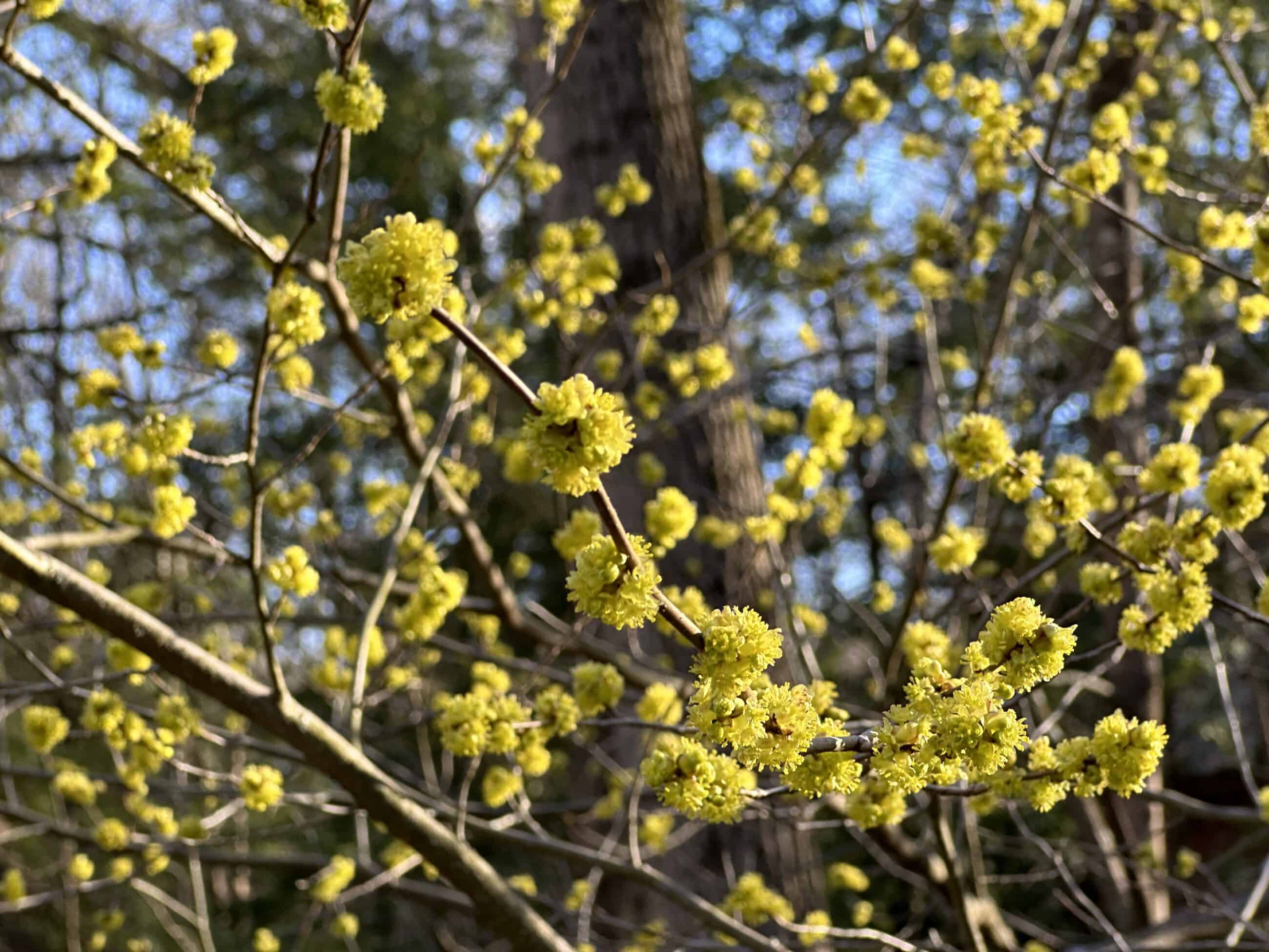 Photograph of spicebush flowers, which are yellow and covering branches.
