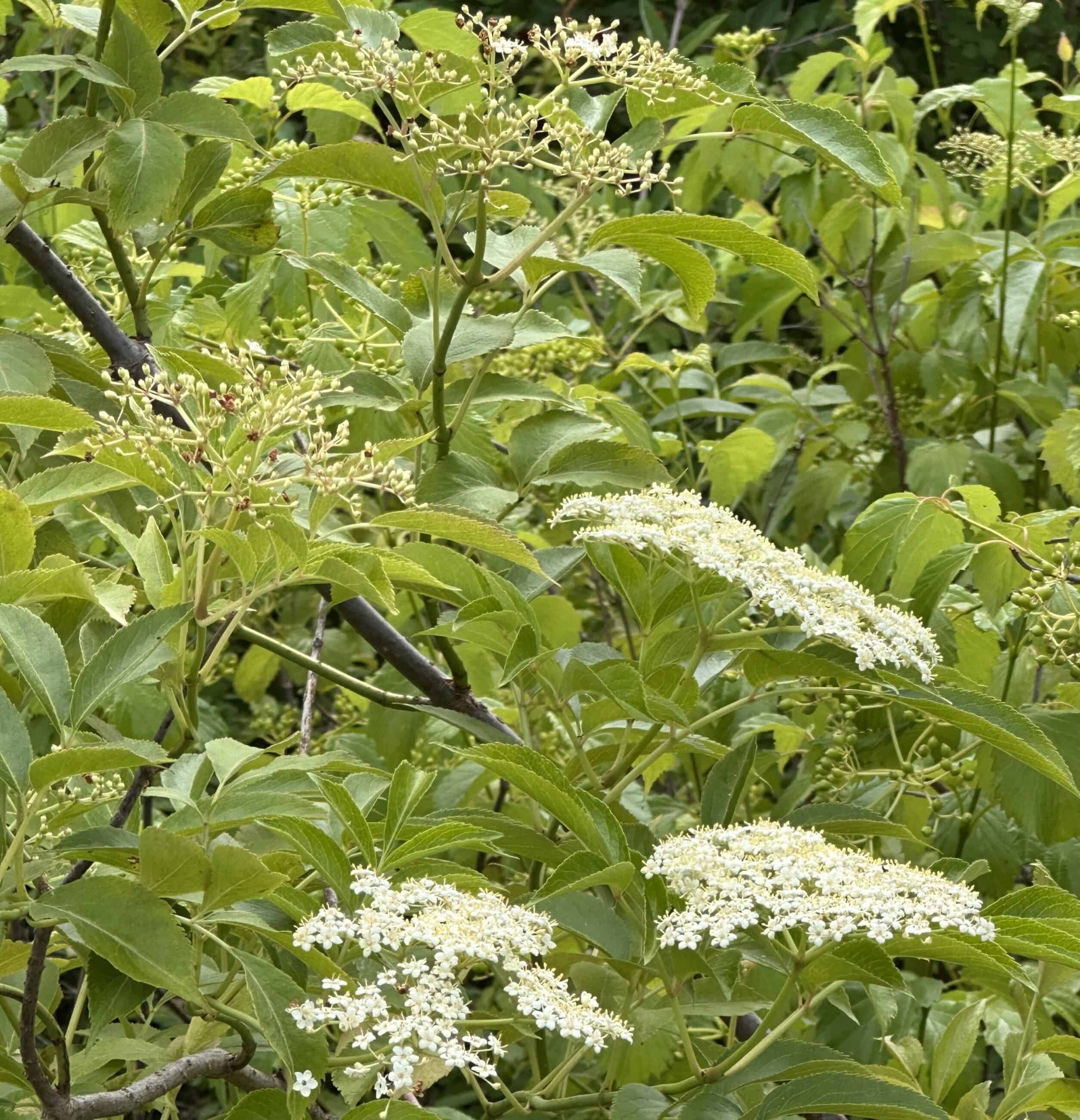 Photograph of Common elderberry in a bush.