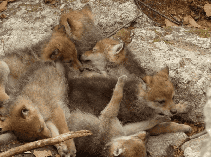Six fluffy, light brown coyote pups are huddling and napping closely together on a rugged, rocky outdoor ground covered with some dry twigs and fallen leaves.