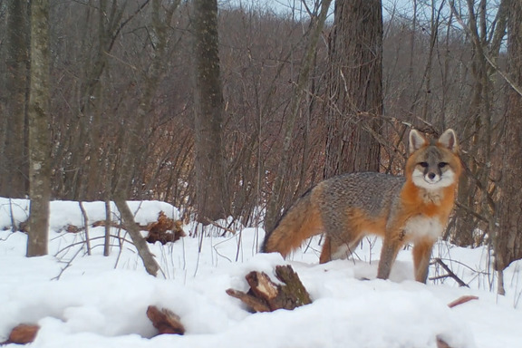 Image of a red fox facing the camera in a wooded area with snow covering the ground.