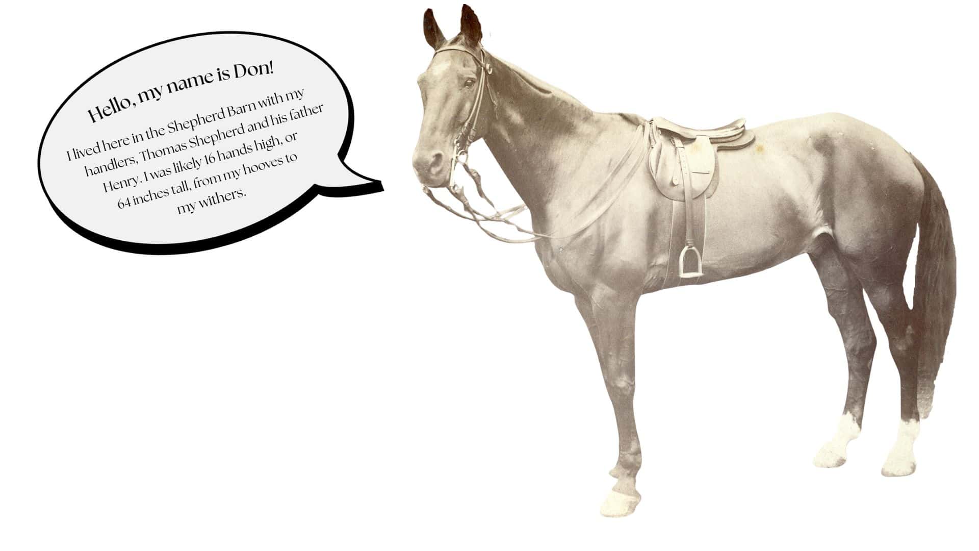 A historic photograph of a saddled horse paired with a large speech bubble that reads: "Hello, my name is Don! I lived here in the Shepherd Barn with my handlers, Thomas Shepherd and his father Henry. I was likely 16 hands high, or 64 inches tall, from my hooves to my withers."