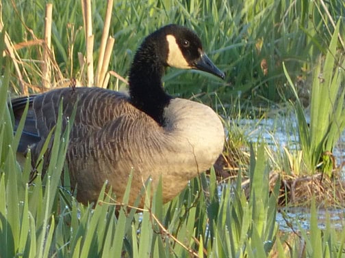 A Canada goose stands in sunlight amongst water and marshy terrain and plants.