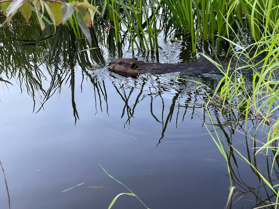 Photograph of a beaver swimming in a grassy pond.