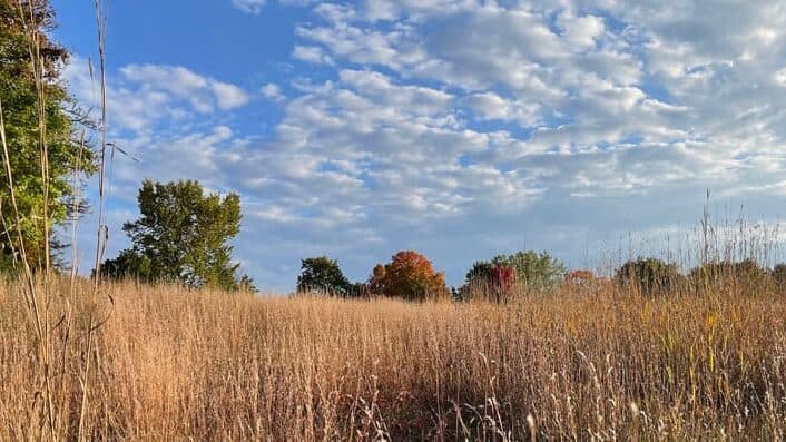 Tall grasses in the foreground with scattered trees in the distance and blue sky with light clouds.