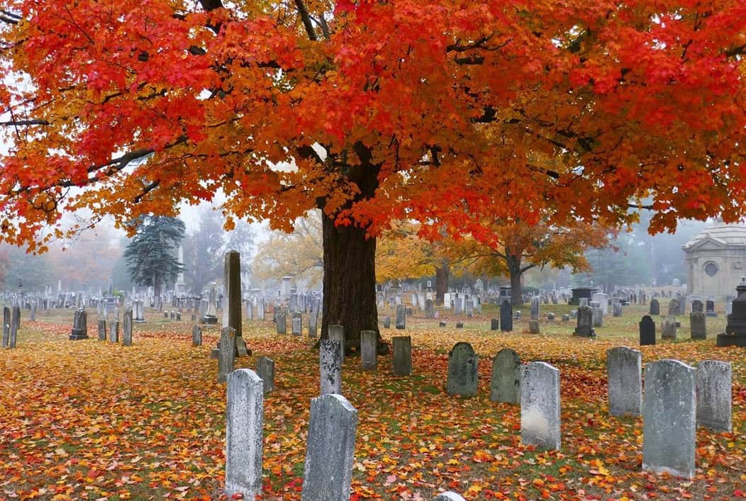 color photograph of cemetery in autumn with large maple tree with red leaves and fallen leaves on the ground