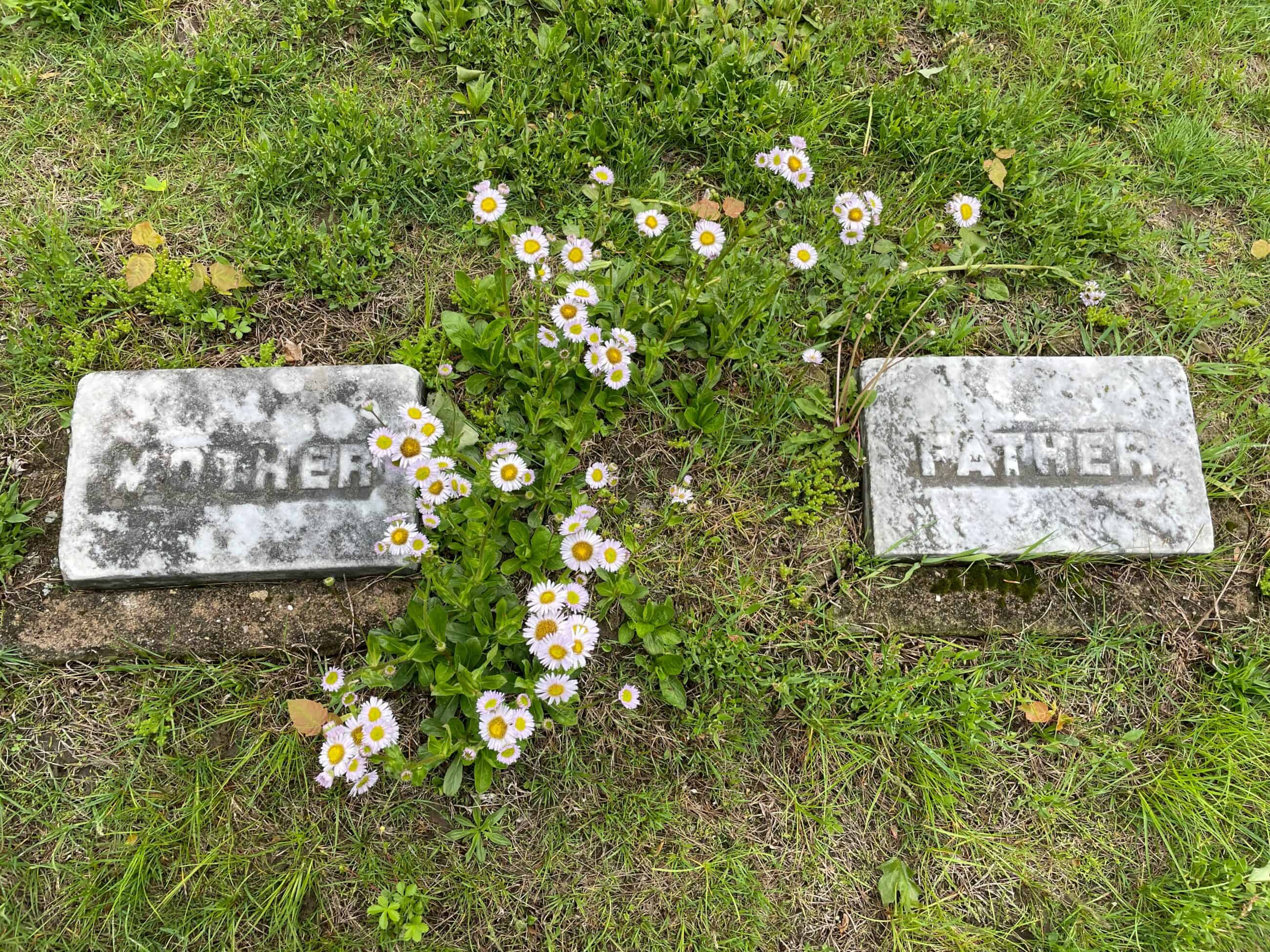 photo of two small markers set in the ground reading 'Mother' and 'Father' with daisy-like flowers growing around them.
