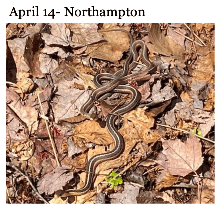 photo of snake in leaves