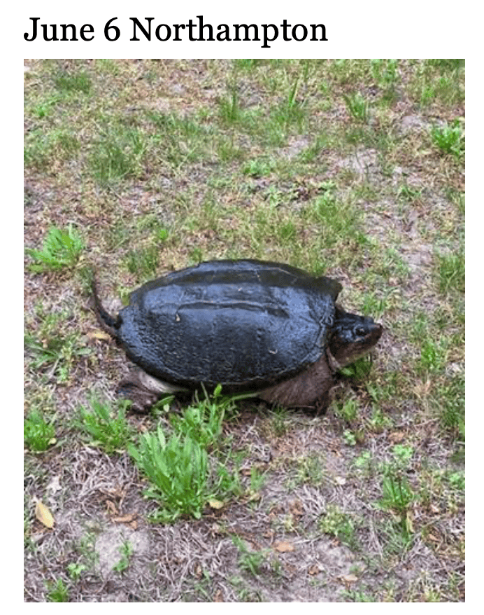 photo of snapping turtle