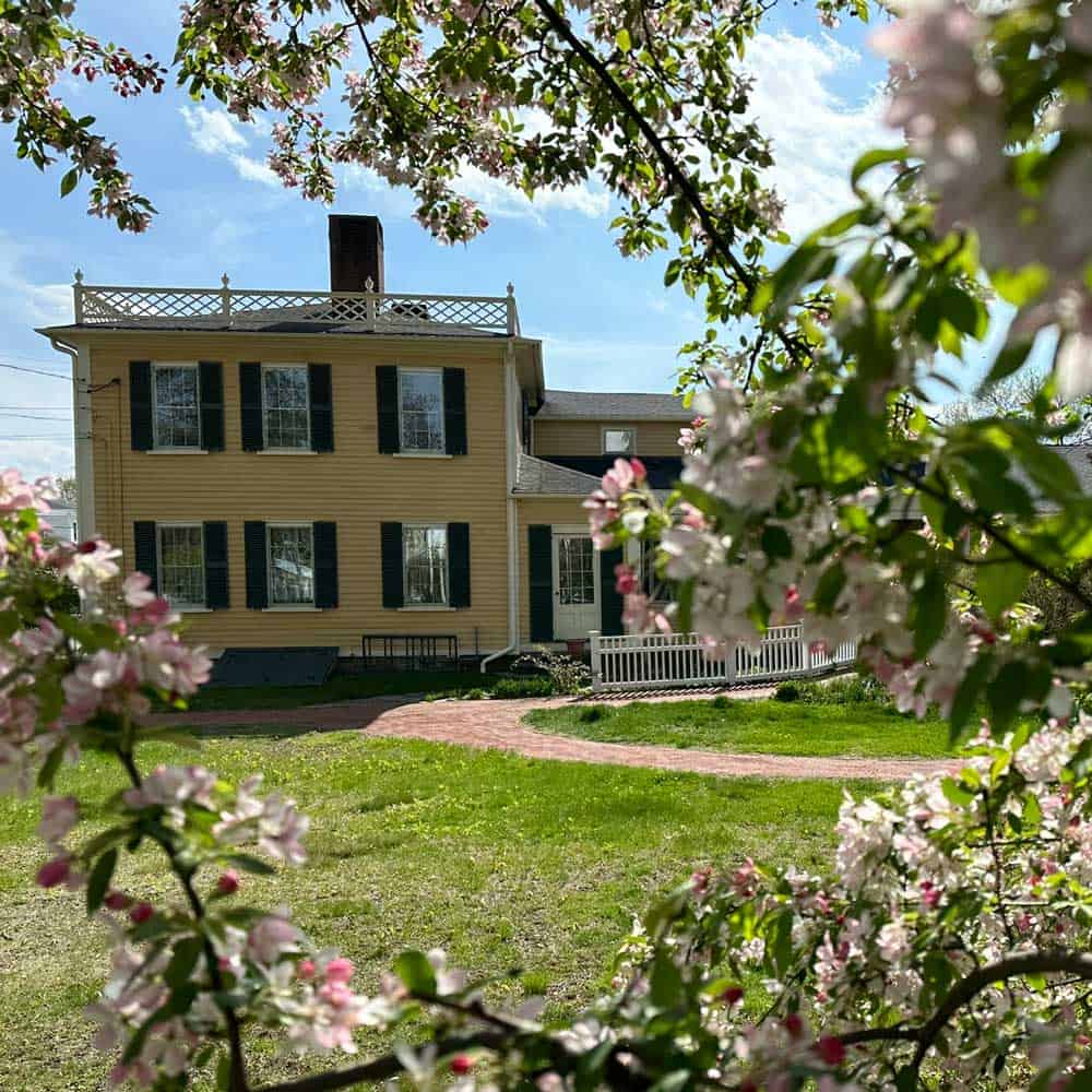 Photograph of the exterior side of Damon House. The house is a yellow, federal style building. Leading to the side door is a red brick path and a white picket fence. The photograph is taken behind pink flowers, which peak in view like a frame.