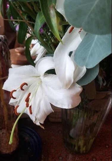 close-up photo of a lily in a vase