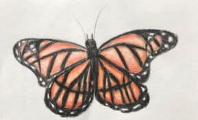 Drawing of a butterfly