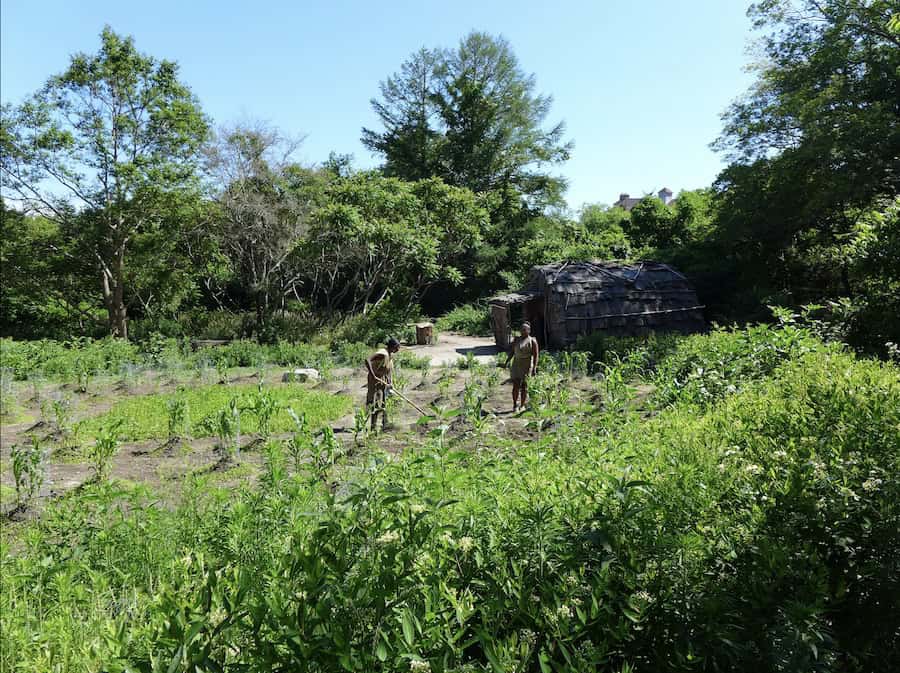 This scene shows two Native historical interpreters from the Wampanoag Indigenous Program working in a Native corn field at the re-created 17th century-style Wampanoag homesite on the Eel River, at Plimoth Patuxet Museum. The site displays bark-covered wetus (wigwams), dugout canoes, fishing nets, cooking fires, and other Indigenous living history activities.