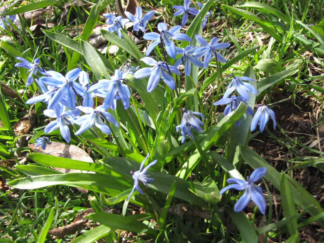 Photo of blue flowers