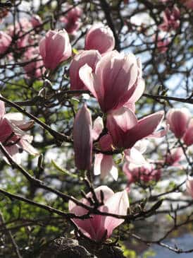 Closeup photo of dogwood tree flowers