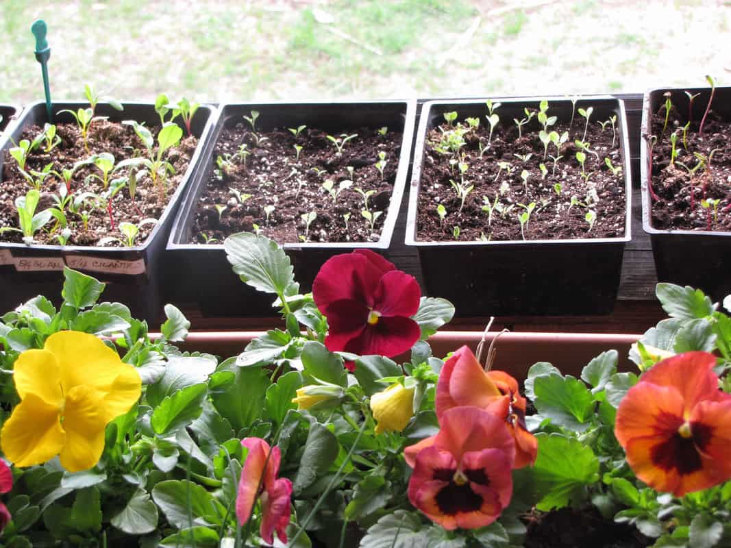 Photo of trays of plant seedlings and pansies