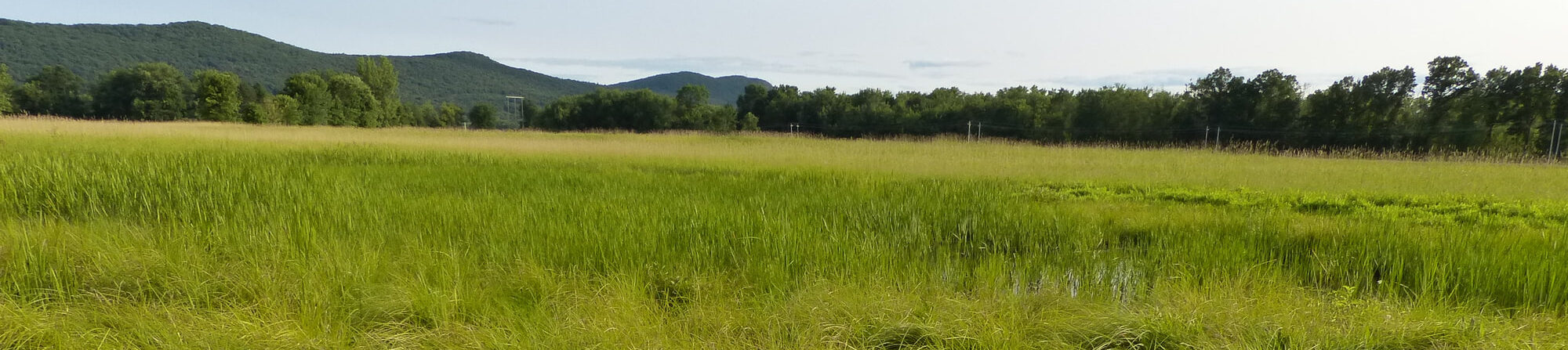 panoramic view of grassy meadows and mountain in the distance