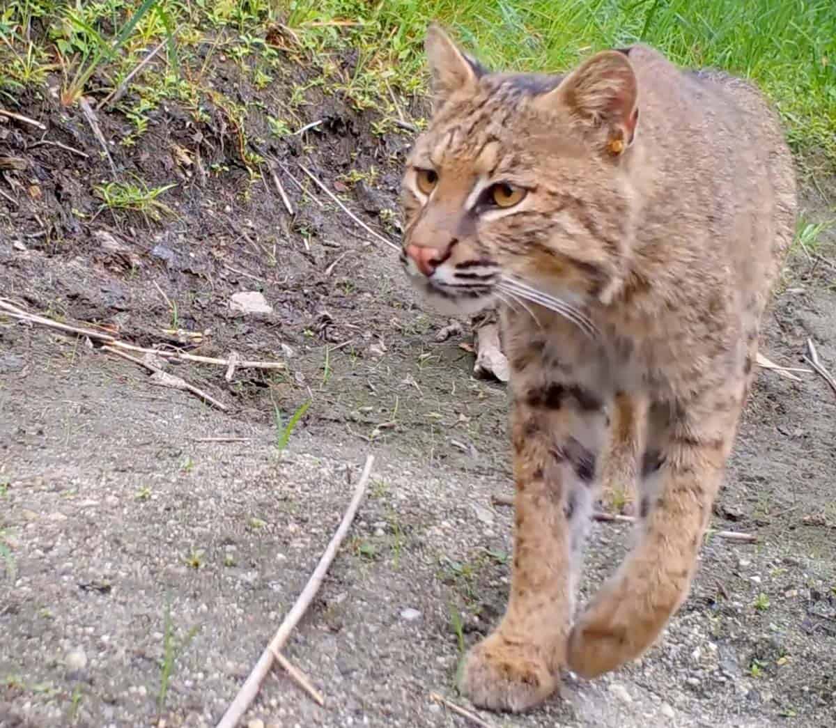 A healthy large bobcat walks casually, with brown white and black fur and long whiskers.
