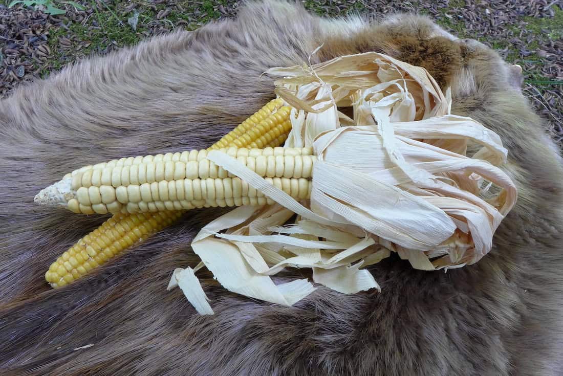Two dried ears of corn on top of a furry hide.