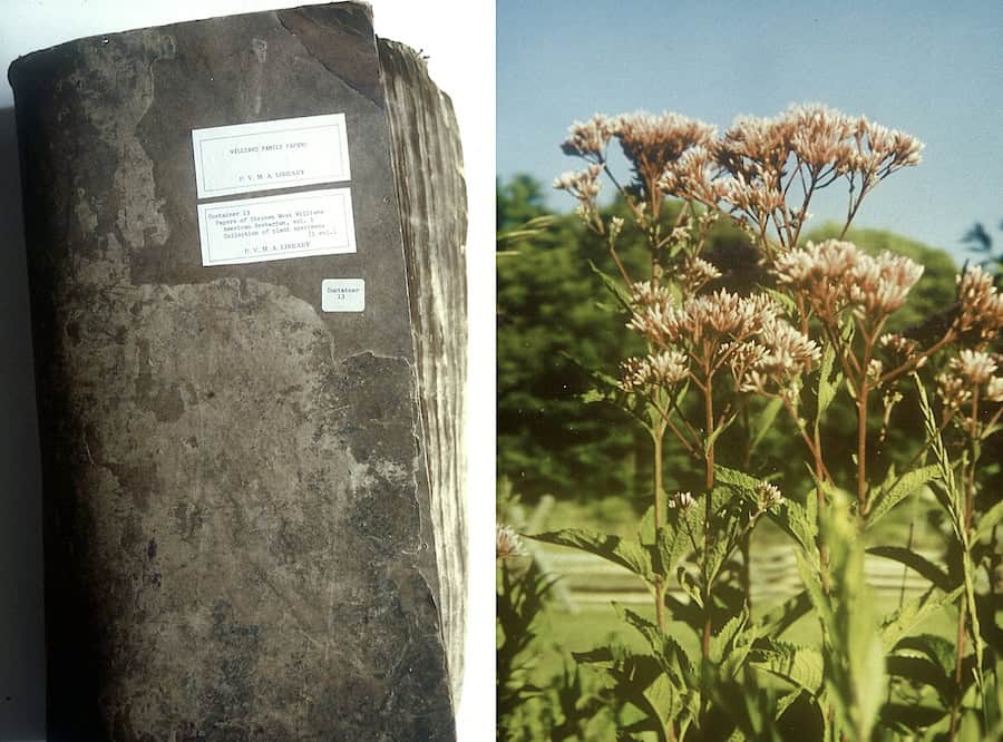 The photo on the left shows an Herbarium compiled in the early 1800s by Dr. Stephen West Williams, who consulted with Abenaki Indian Doctor Louis Watso. This brown leather portfolio, which contains 411 specimens of Indigenous plants found growing wild around Deerfield, is housed at Memorial Libraries in Deerfield, MA. The photo on the right shows Joe Pye Weed (Eupatorium purpureum), an Indigenous plant favored by Indian Doctors for treating fevers and respiratory ailments.